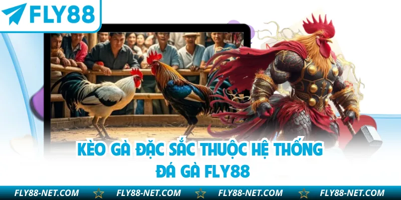 Kèo gà đặc sắc thuộc hệ thống đá gà FLY88