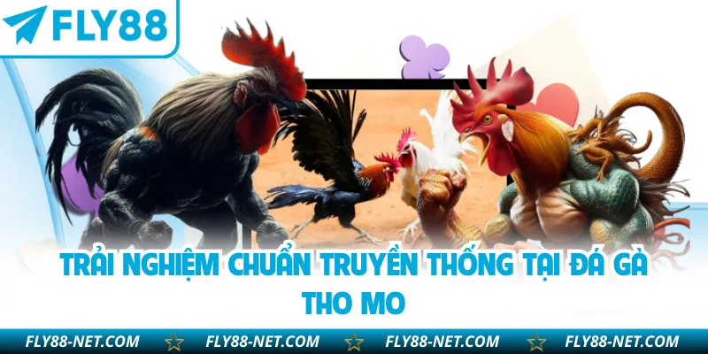 Trải nghiệm chuẩn truyền thống tại đá gà Tho mo